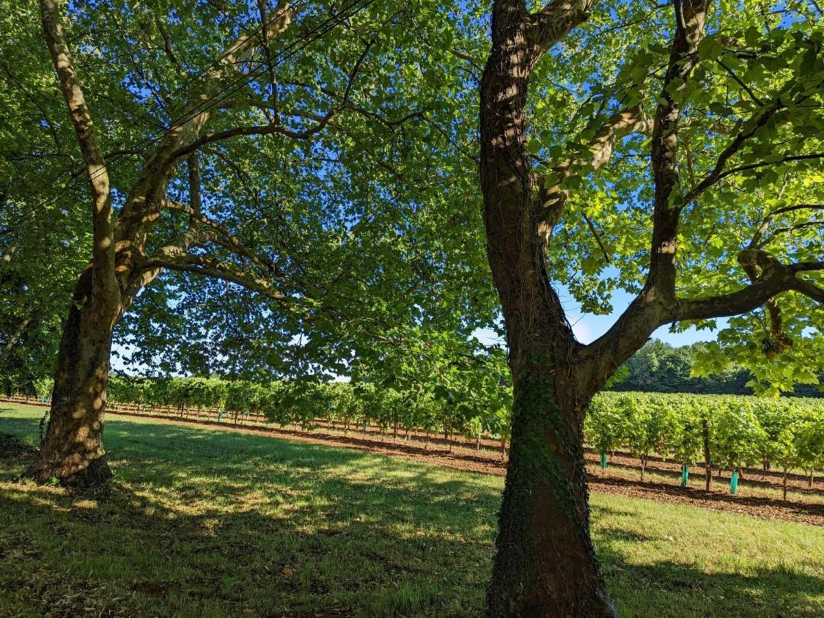 Gite Charmant Au Coeur D'Un Chateau Historique Avec Parc, Proche De Cognac, Ideal Famille Et Nature - Fr-1-653-167 Cherves-de-Cognac Экстерьер фото